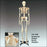 Anatomical Chart Company Bucky Skeleton Stand - CH10STANDN