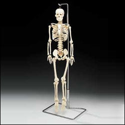 Anatomical Chart Company Mr Thrifty Skeleton with Spinal Nerve - WCP1NX