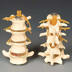 Anatomical Chart Company Budget Lumbar Set - CHLS4