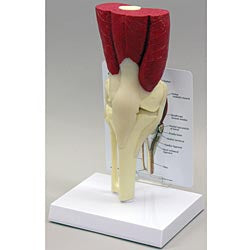 Anatomical Chart Company Muscled Knee Joint Model - G106