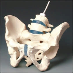 Anatomical Chart Company Pelvis Model Male Adult - Z4056