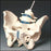 Anatomical Chart Company Pelvis Model Male Adult - Z4056