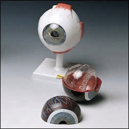 Anatomical Chart Company Classic Human Eye Model - F-10