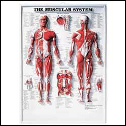 Anatomical Chart Company Anatomical Chart Muscular System 20 X 26 Inch Plastic Wall Mount Laminated - 1587790351