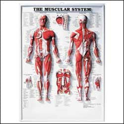 Anatomical Chart Company - Anatomical Chart Muscular System 20 X 26 Inch Plastic Wall Mount Laminated - 1587790351