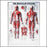 Anatomical Chart Company - Anatomical Chart Muscular System 20 X 26 Inch Plastic Wall Mount Laminated - 1587790351