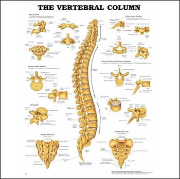 Anatomical Chart Company Anatomical Chart Vertebral Column 20 X 26 Inch Heavy Paper Wall Mount Laminated - 1587792109