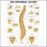Anatomical Chart Company Anatomical Chart Vertebral Column 20 X 26 Inch Heavy Paper Wall Mount Laminated - 1587792109