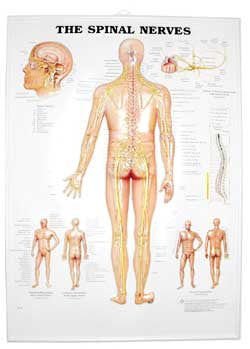 Anatomical Chart Company - Anatomical Chart Spinal Nerves 3D Raised Relief 18 X 25 Inch Plastic Wall Mount Laminated - 1587792052