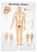 Anatomical Chart Company - Anatomical Chart Spinal Nerves 3D Raised Relief 18 X 25 Inch Plastic Wall Mount Laminated - 1587792052