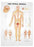 Anatomical Chart Company Anatomical Chart Spinal Nerves 3D Raised Relief 18 X 25 Inch Plastic Wall Mount Laminated - 1587792052