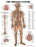 Anatomical Chart Company Anatomical Chart Nervous System 20 X 26 Inch Plastic Wall Mount Laminated - 1587790440