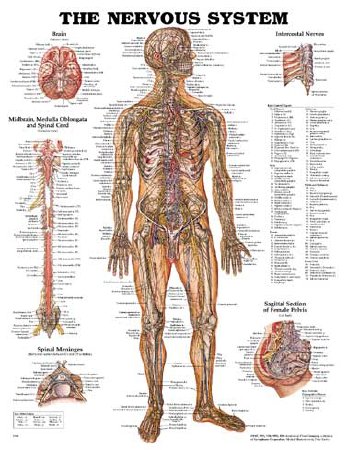 Anatomical Chart Company - Anatomical Chart Nervous System 20 X 26 Inch Plastic Wall Mount Laminated - 1587790440