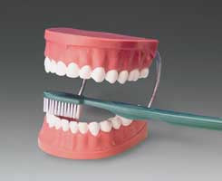 Anatomical Chart Company - Tooth Brushing Model - TH01