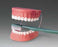 Anatomical Chart Company - Tooth Brushing Model - TH01
