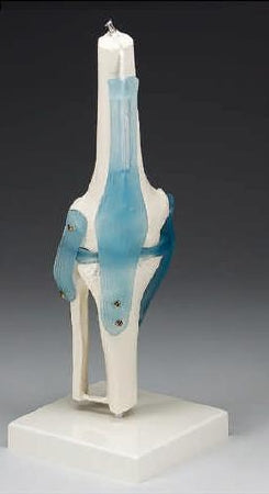 Anatomical Chart Company - Knee Joint Model - Z4552