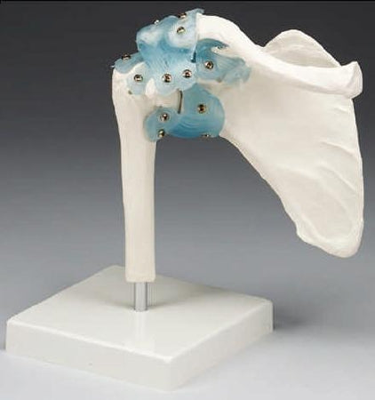 Anatomical Chart Company Shoulder Joint Model - Z4550
