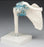 Anatomical Chart Company Shoulder Joint Model - Z4550