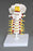 Anatomical Chart Company - Cervical Vertebral Column Model - A72