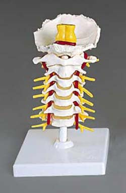 Anatomical Chart Company Cervical Vertebral Column Model - A72