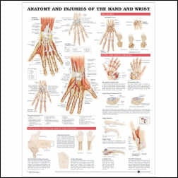 Anatomical Chart Company Anatomical Chart Injuries of the Hand and Wrist 20 X 26 Inch Heavy Paper Grommets Laminated - 9781587799143