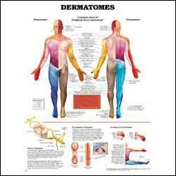 Anatomical Chart Company Anatomical Chart Dermatomes 20 X 26 Inch Heavy Paper Grommets Laminated - 9781587791116
