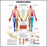 Anatomical Chart Company Anatomical Chart Dermatomes 20 X 26 Inch Heavy Paper Grommets Laminated - 9781587791116