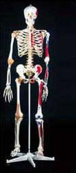 Anatomical Chart Company Mr. Superskeleton Skeleton - A13