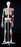 Anatomical Chart Company Mr. Superskeleton Skeleton - A13