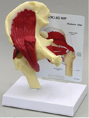 Anatomical Chart Company Muscled Hip Joint Model - G131