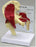 Anatomical Chart Company Muscled Hip Joint Model - G131