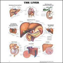 Anatomical Chart Company Anatomical Chart Liver 20 X 26 Inch Heavy Paper Grommets Laminated - 9781587791758