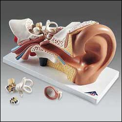 Anatomical Chart Company - Ear Model - E10