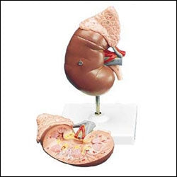Anatomical Chart Company Human Kidney and Adrenal Gland Model - K12