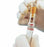 EZ Nest - Sample Cup Plastic, NonSterile For 13 X 100 and 13 X 75 mm Tubes - 1270013000