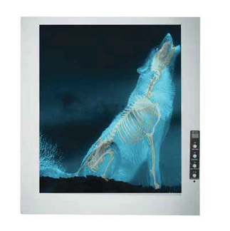  X-Ray ILLUMINATOR