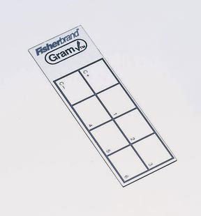 Fisherbrand GramCheck - Gram Stain Control Slide White - 08801