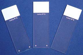 Fisherbrand InkJet Plus - Charged Microscope Slide 25 X 75 X 1 mm White Frosted End - 22042924