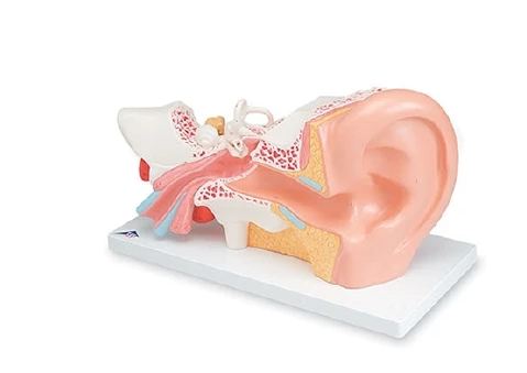 Nasco Nasco Human Ear Model - SB19254