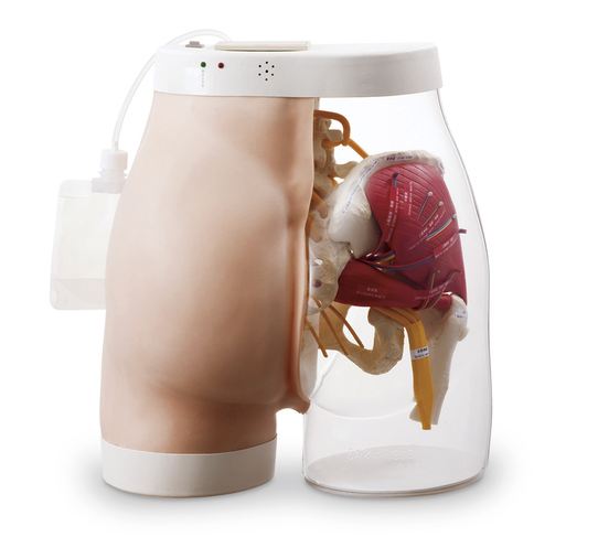 Nasco Simlab Intramuscular Injection Model - SB31026