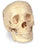 Nasco Nasco Economy Human Skull - SB25937
