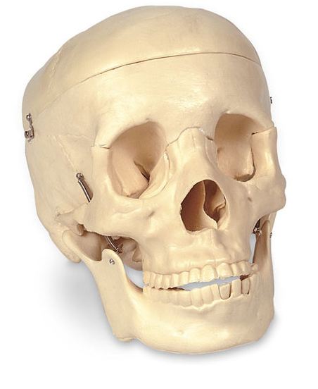Nasco Nasco Economy Human Skull - SB25937