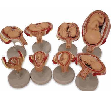 Nasco Nasco Fetus Development Set - SB47759