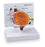 Nasco MODEL, HUMAN EYE W/REMOVABLE LENS & CORNEA - SB27236
