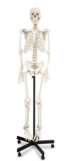 Nasco Nasco Human Skeleton - SB02011