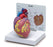 Nasco Nasco Heart Model - 149-1344