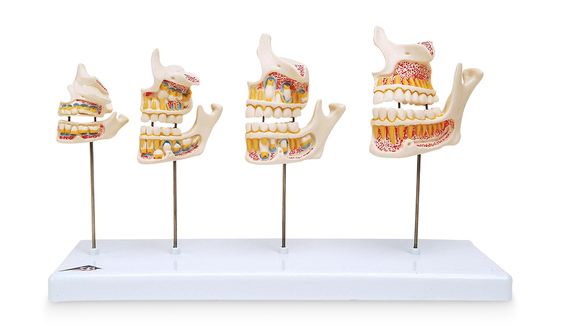 Nasco Nasco Dentition Development - SB41406