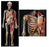 Nasco Nasco Dimensional Man - SB22232