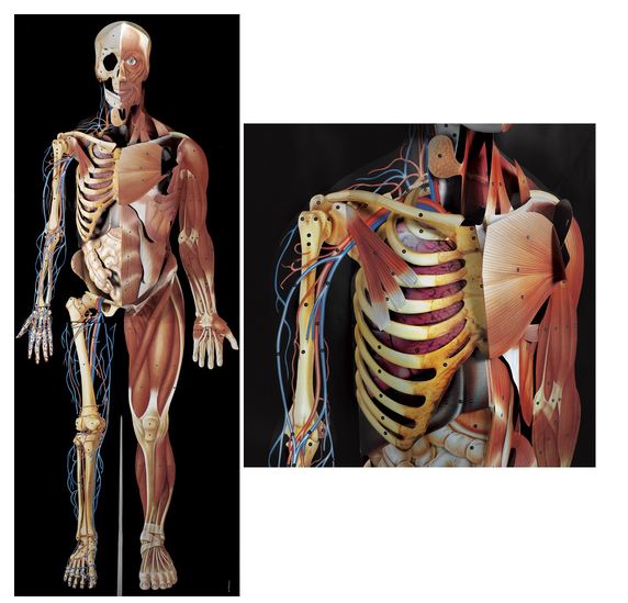 Nasco Nasco Dimensional Man - SB22232