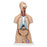 Nasco Classic 3B Scientific Unisex Torso with Open Neck and Back - SB41421